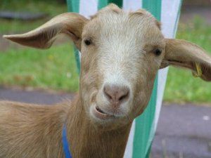 goat asking